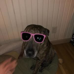 Meet your Posher, Joey